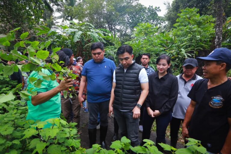 Dukung Petani, Bupati Sangihe Hadiri Panen Perdana Nilam di Lenganeng